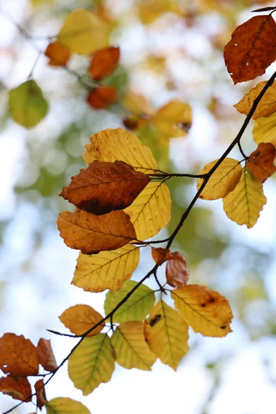 Eine Vertikale Selektive Fokusaufnahme Von Ästen Mit Herbstlich Buntem Laub — Stockfoto
