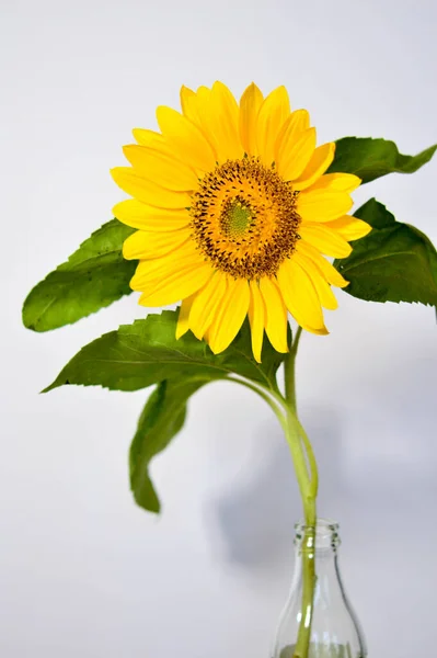 Eine Nahaufnahme Einer Hellen Sonnenblume Einer Glasflasche Isoliert Auf Dem — Stockfoto