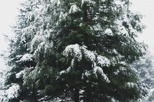 Closeup Shot Snowy Spruce — Stock Photo, Image