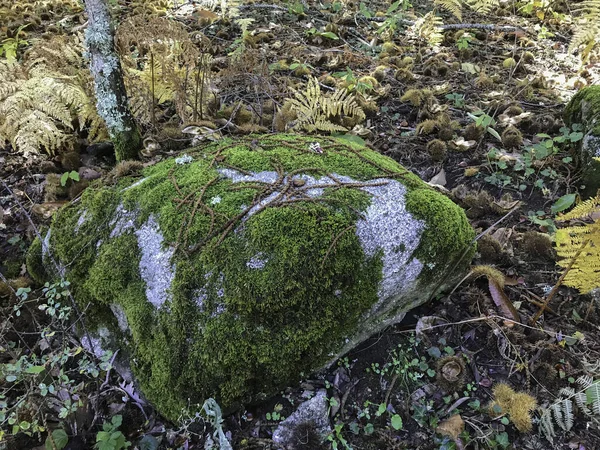Közeli Kép Mohával Borított Kövek Erdőben Hinojosa San Vicente Toledo — Stock Fotó
