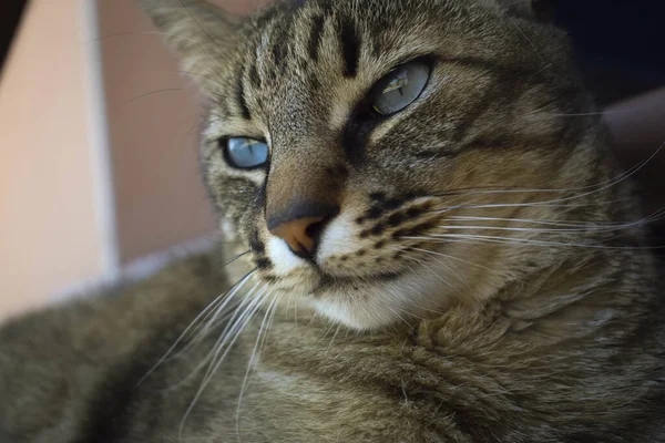 Closeup Shot Adorable Cat Blue Eyes — Stock Photo, Image