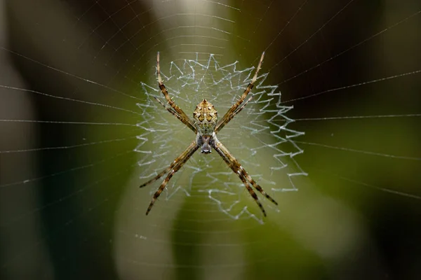 Zbliżenie Zdjęcie Pająka Argiope Jego Sieci — Zdjęcie stockowe