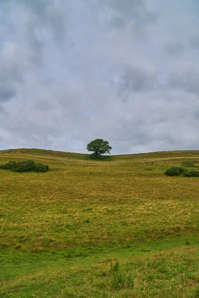 Vertikální Záběr Stromu Poli Pokrytém Zelení Pod Zamračenou Oblohou — Stock fotografie