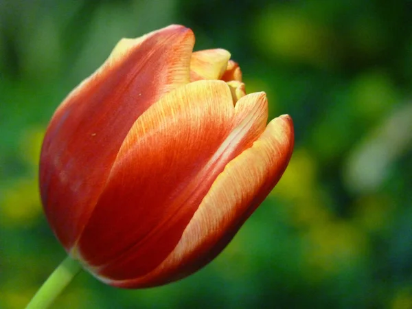 Macro Bellissimo Tulipano — Foto Stock