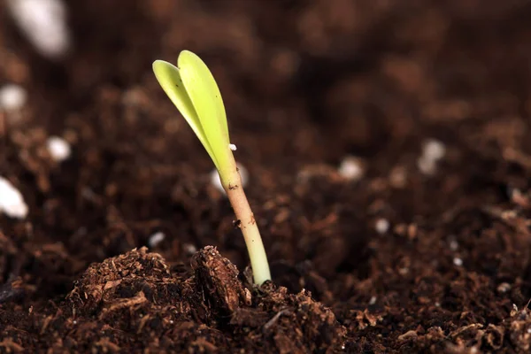 Primer Plano Pequeño Brote Una Planta Verde Suelo —  Fotos de Stock