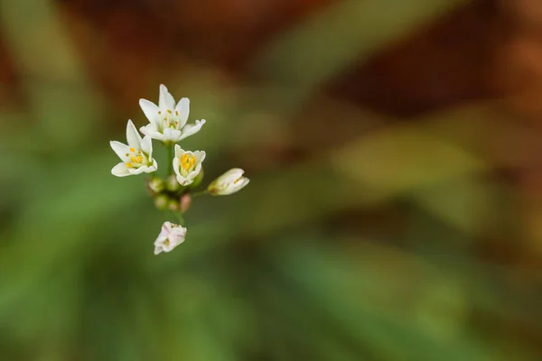 Tiro Close Belas Flores Silvestres Campo — Fotografia de Stock