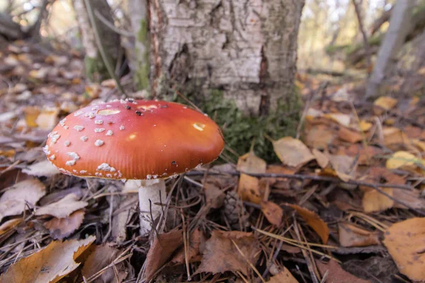 Closeup Shot Fly Agaric Mushroom Growing Forest Next Tree — Stock Photo, Image
