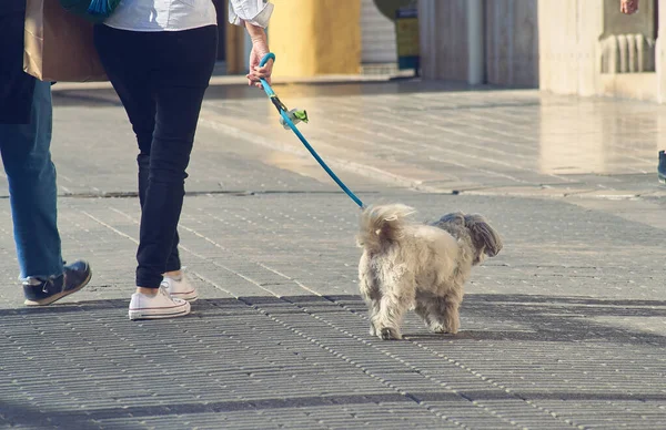 Two People Walking Dog Street Daytime — Stock Photo, Image