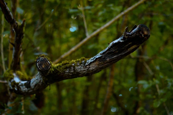 Selective Focus Shot Mossy Branch Forest — Stock Photo, Image