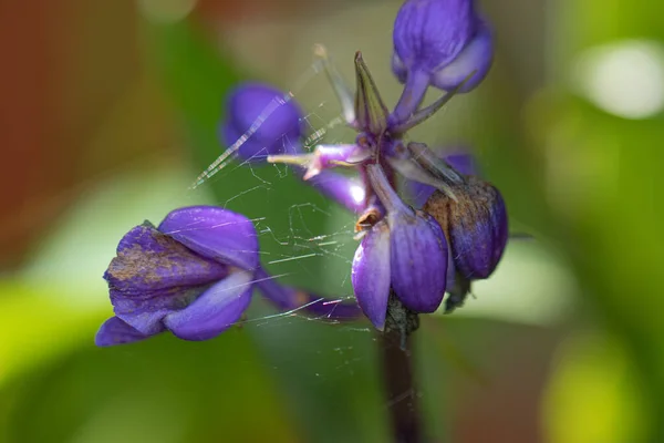 背景がボケのクモの巣を持つ野生の紫色の花のクローズアップショット — ストック写真