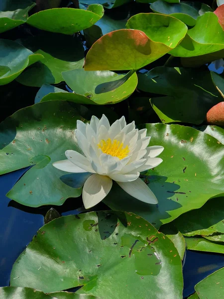 High Angle Shot White Lotus Flower Reflective Pond — Stock Photo, Image