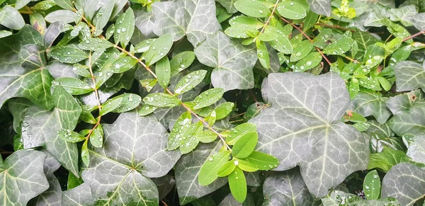 Los Rocíos Hojas Verdes Diferentes Formas — Foto de Stock