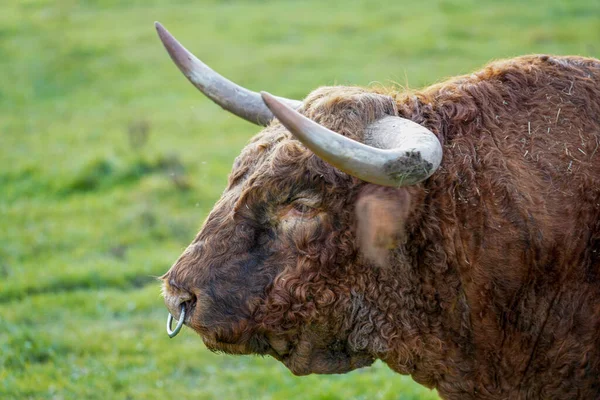 Primo Piano Toro Scozzese Nel Campo — Foto Stock