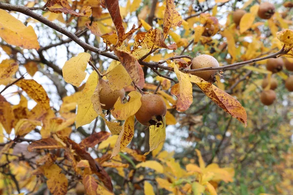 Detailní Záběr Ovoce Mespilus Germanica Také Pojmenované Společné Medlar Stromě — Stock fotografie