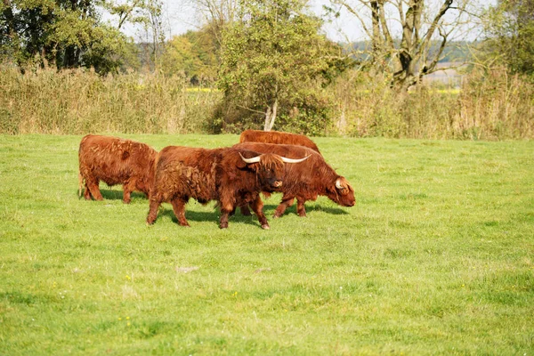 苏格兰高地的公牛在田野里吃草 — 图库照片