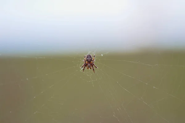 Gros Plan Une Araignée Tricotant Une Toile Araignée — Photo