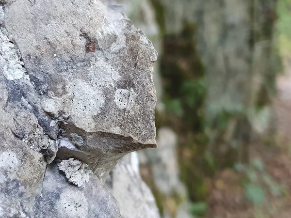 Gros Plan Paysage Rocheux Dans Forêt — Photo