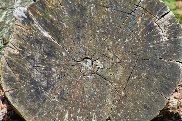 日光下田野里树桩环的顶部视图 — 图库照片