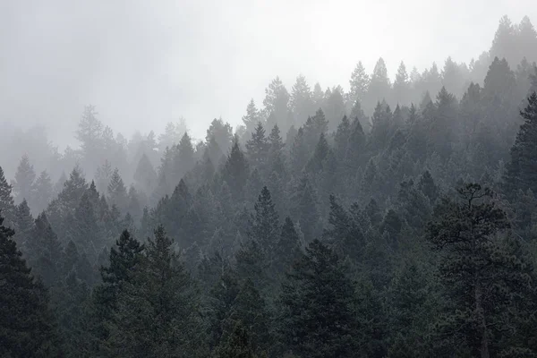 Colpo Affascinante Una Foresta Verde Una Giornata Nebbiosa — Foto Stock