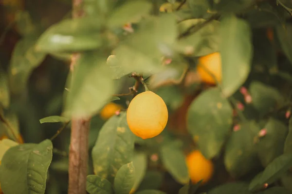 Une Prise Vue Sélective Citron Jaune Sur Arbre — Photo