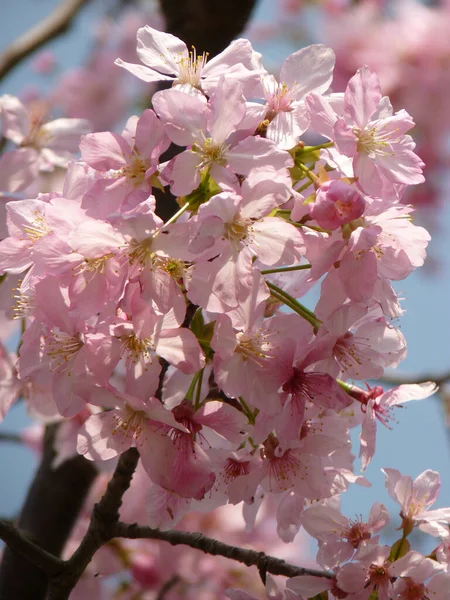 Een Prachtig Shot Van Kers Bloesems Een Lucht Achtergrond — Stockfoto