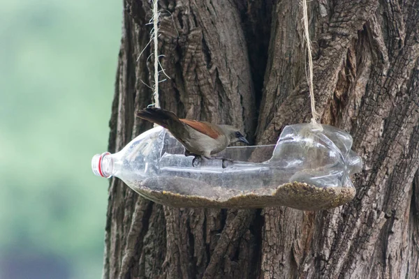 Futterstellen Und Tränken Für Vögel Aus Recycelten Plastikflaschen — Stockfoto