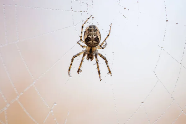 Uma Foto Macro Uma Aranha Teia — Fotografia de Stock