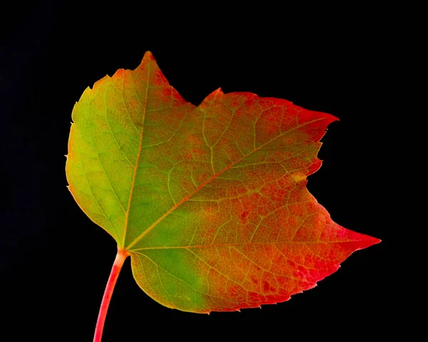 Снимок Верхнего Вида Разноцветного Кленового Листа Выделенного Черном Фоне — стоковое фото