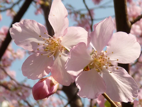 Belo Tiro Flores Cereja Fundo Céu — Fotografia de Stock