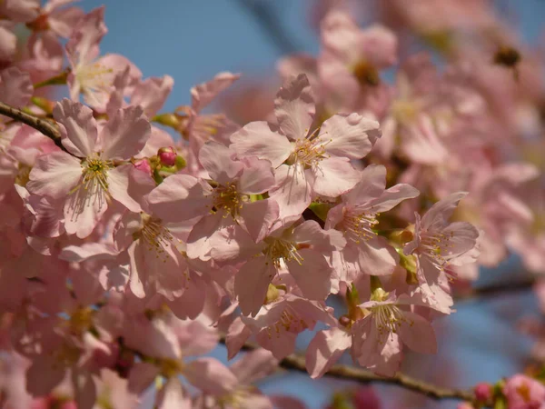 Beau Cliché Fleurs Cerisier Sur Fond Ciel — Photo