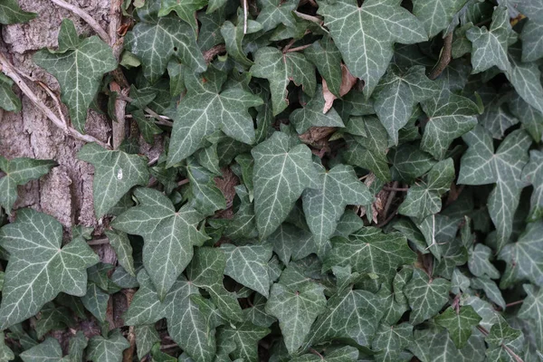 Sebuah Gambar Yang Indah Dari Hedera Helix Tanaman Hijau Ivy — Stok Foto