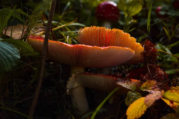 Closeup Growing Fly Agaric Mushrooms Green Vegetation Background — Stock Photo, Image