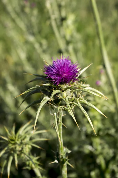A vertical shot of purple milk thistle on the field