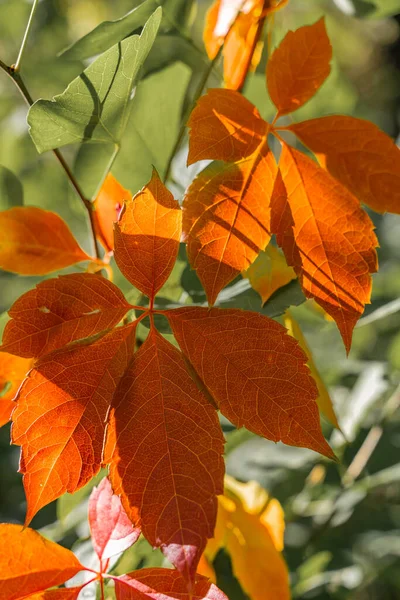 Plan Vertical Feuilles Automnales Sur Branche — Photo