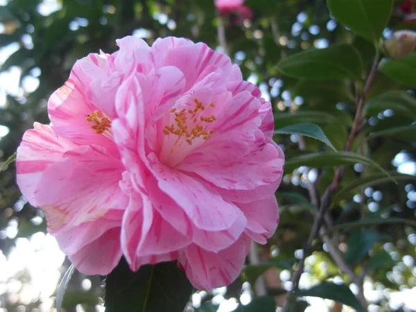Makro Różowego Kwiatu Kamelii — Zdjęcie stockowe