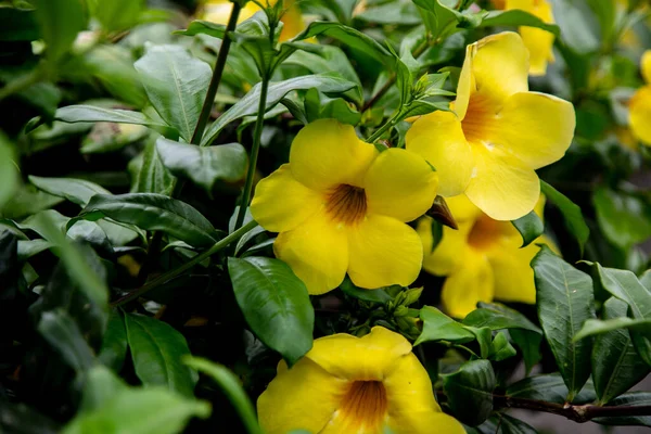 Eine Selektive Fokusaufnahme Von Gelben Allamanda Blüten — Stockfoto