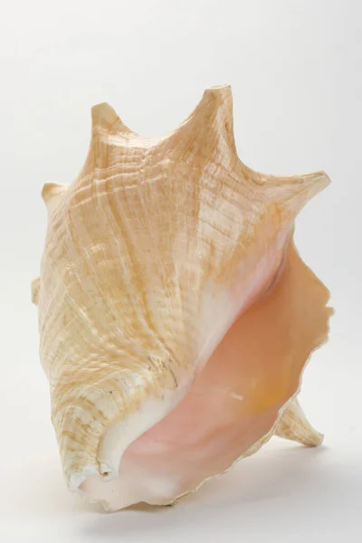 Closeup Shot Seashell Isolated White Background — Stock Photo, Image