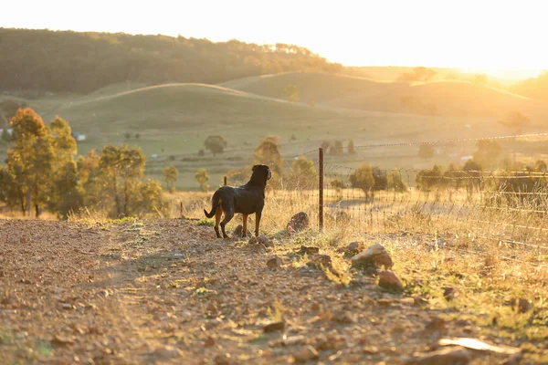 Egy Közeli Kép Egy Aranyos Rottweiler Vidéken Nézi Naplementét — Stock Fotó