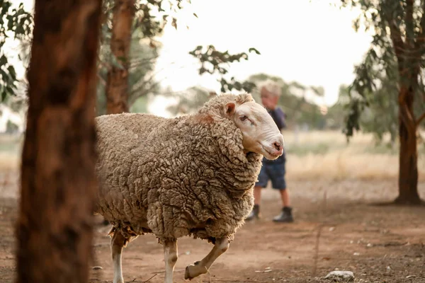背景に人間の姿がぼやけている木の間の羊のクローズアップ — ストック写真
