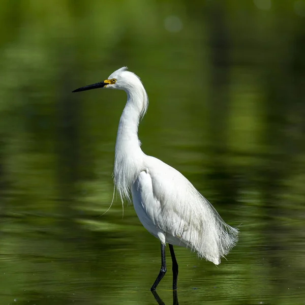 Verical Shot Great Egret Bird Water — Stock Photo, Image