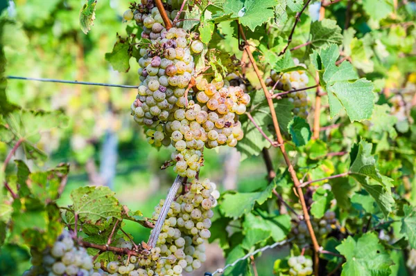 Shot Close Uvas Maduras Vinha — Fotografia de Stock