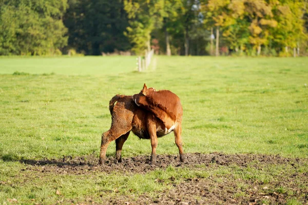 Scottish Highland Bull Grazing Field — Stock Photo, Image