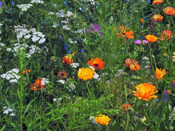 Ein Schönes Feld Mit Verschiedenen Wildblumen — Stockfoto