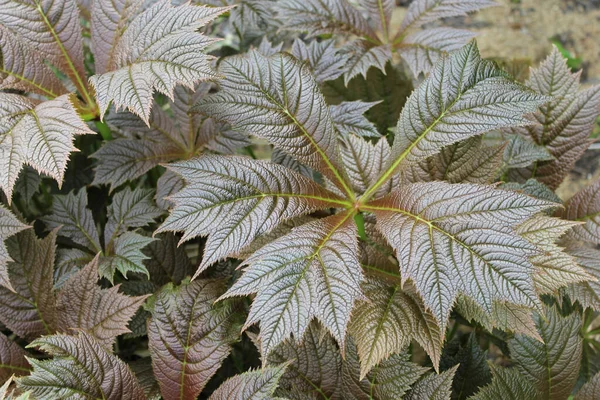 Közelkép Őszi Lombozat Lehet Használni Mint Egy Háttér — Stock Fotó