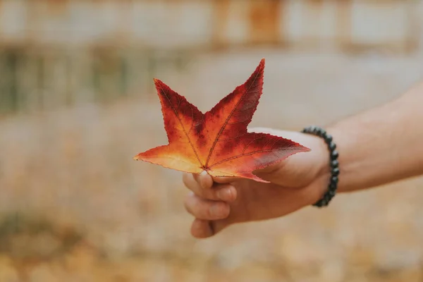 Eine Selektive Fokusaufnahme Einer Hand Die Ein Herbstblatt Hält — Stockfoto