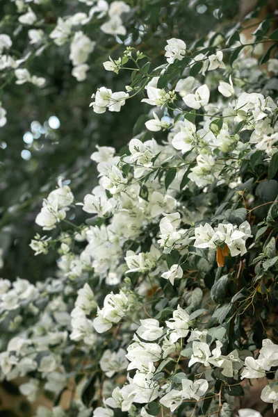 Tiro Vertical Das Flores Brancas Uma Árvore Florescente — Fotografia de Stock