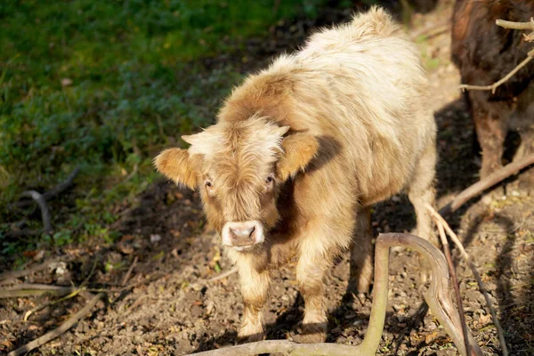 Eine Nahaufnahme Einer Kleinen Kuh — Stockfoto