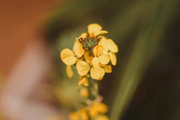 Gros Plan Mise Point Une Belle Fleur Jaune — Photo