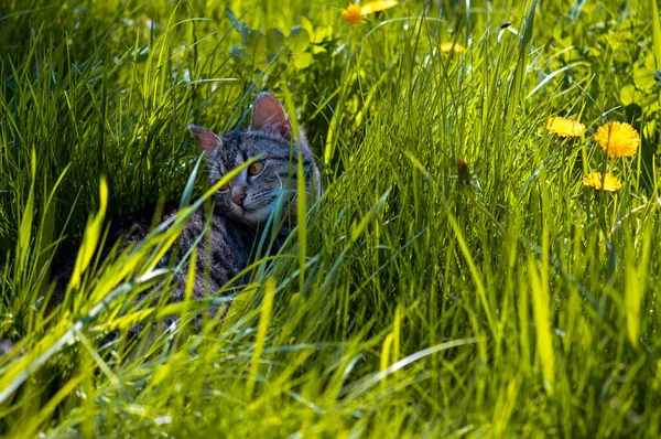 Zbliżenie Ślicznego Szarego Kotka Tabby Ukrytego Zielonej Trawie — Zdjęcie stockowe