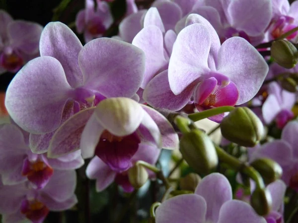 Zbliżenie Ujęcie Purpurowych Orchidei Kwiaty Kwitły Ogrodzie Botanicznym — Zdjęcie stockowe